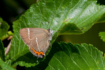 White letter-Hairstreak